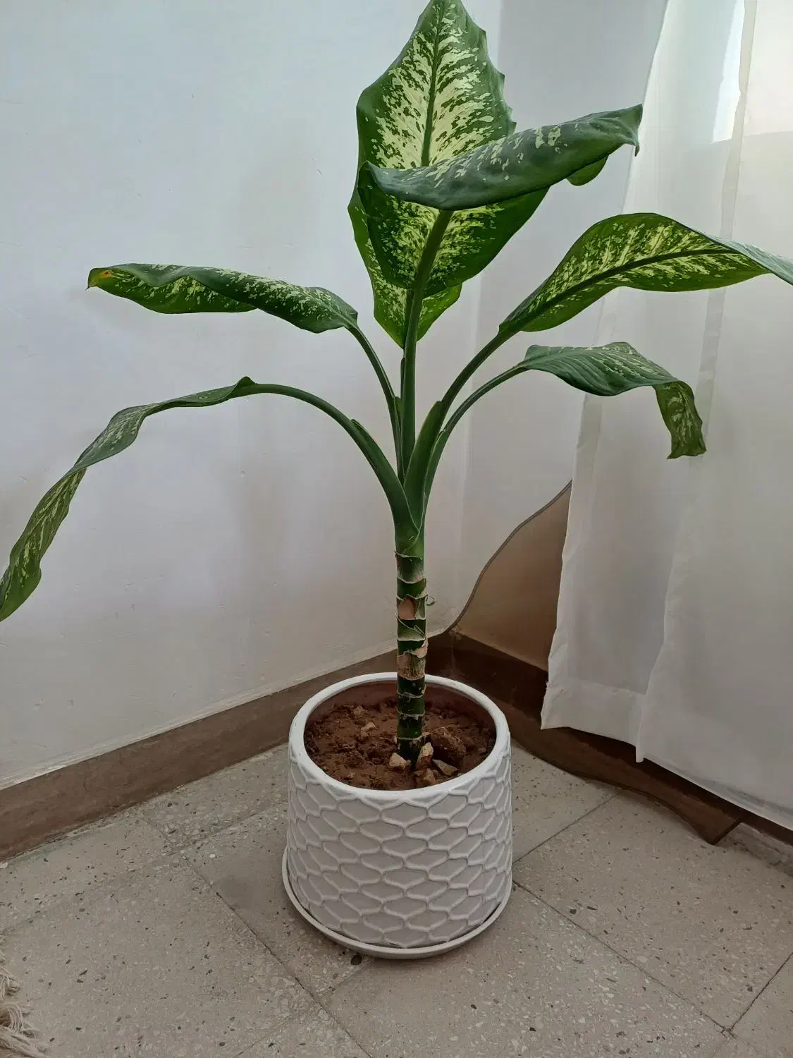 گل فروشی|گل و گیاه طبیعی|سرپل ذهاب, |دیوار