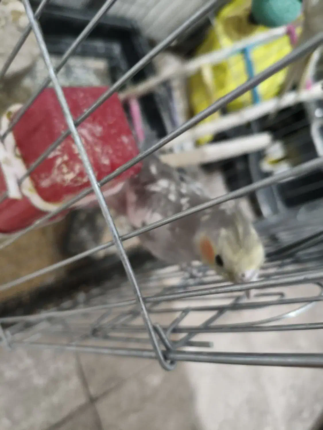 عروس هلندی|پرنده|قرچک, مهدیه|دیوار