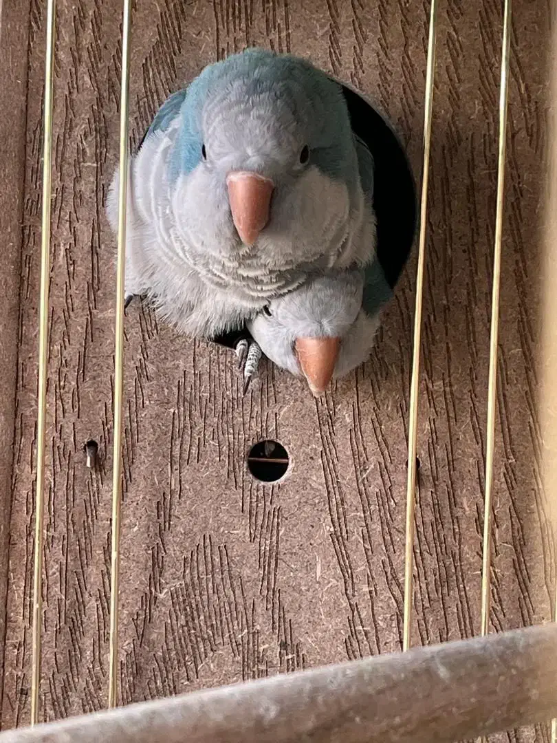 یک جفت راهب آبی اوپلاین مولد|پرنده|تهران, سازمان برنامه جنوبی|دیوار