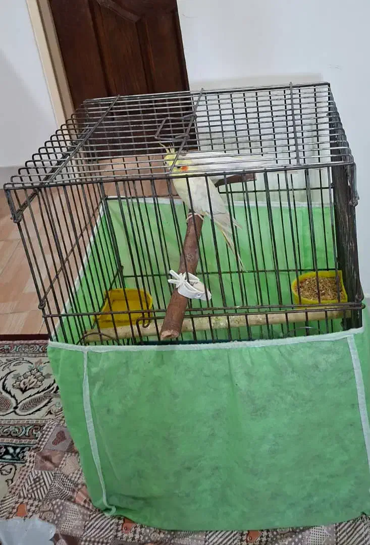 عروس هلندی به همراه دو قفس|پرنده|لاهیجان, گلستان|دیوار