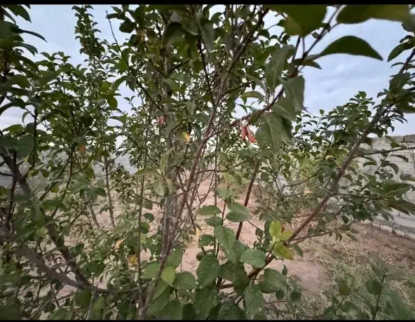 باغ باغچه زمین چهار دیواری آسفالت سند تک برگ|فروش زمین و ملک کلنگی|وحیدیه, |دیوار