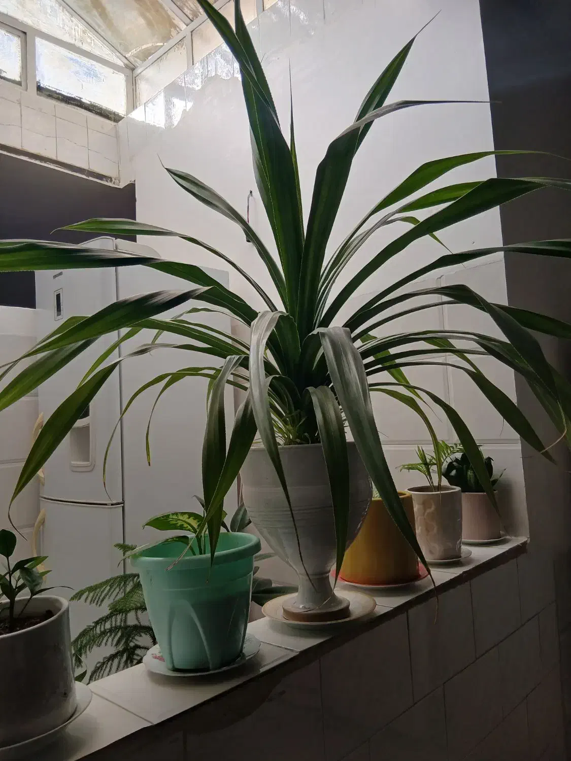 گل ۵۰۰|گل و گیاه طبیعی|کنگاور, |دیوار