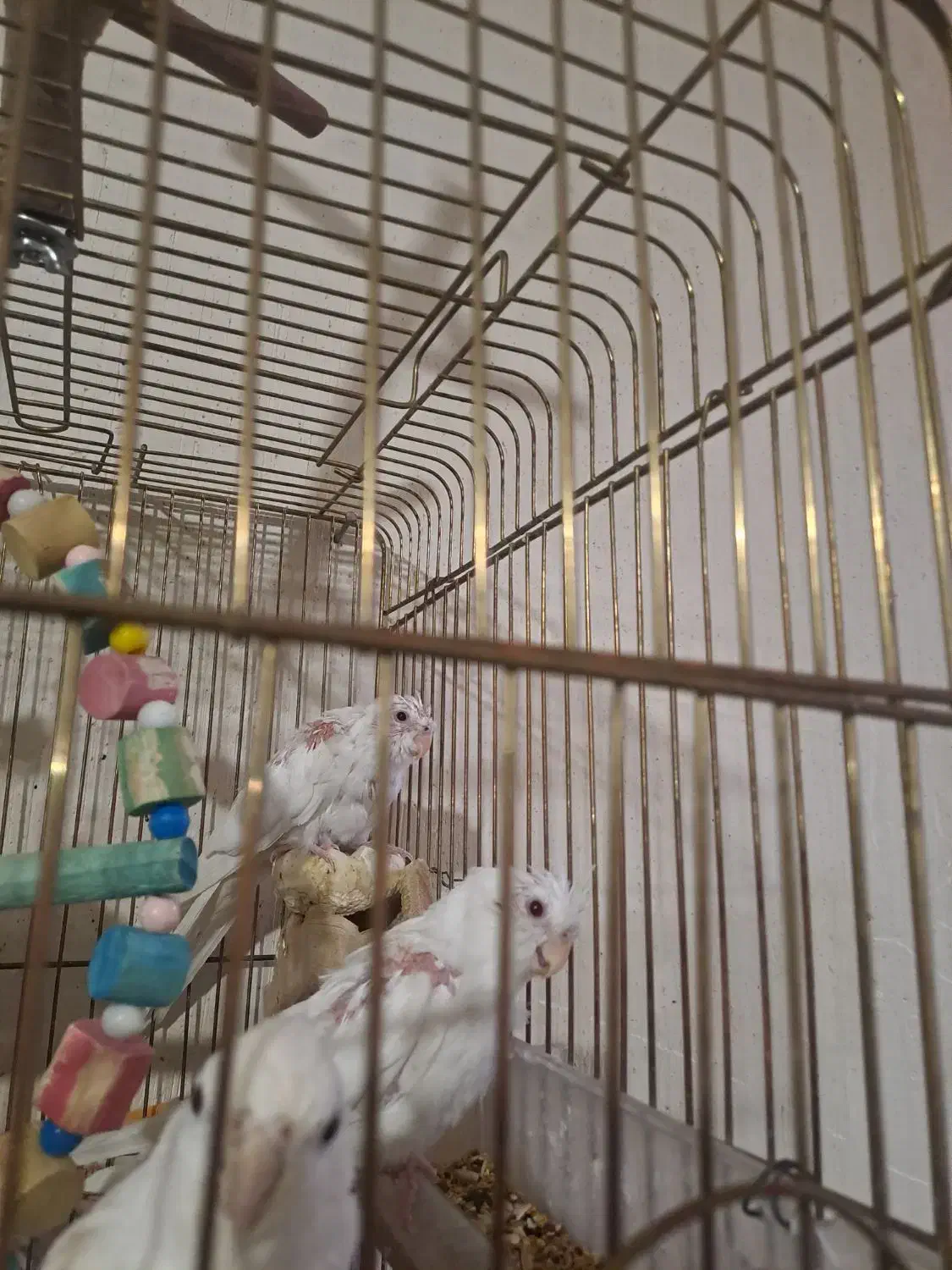 عروس هلندی آلبینو|پرنده|کوهمره, |دیوار