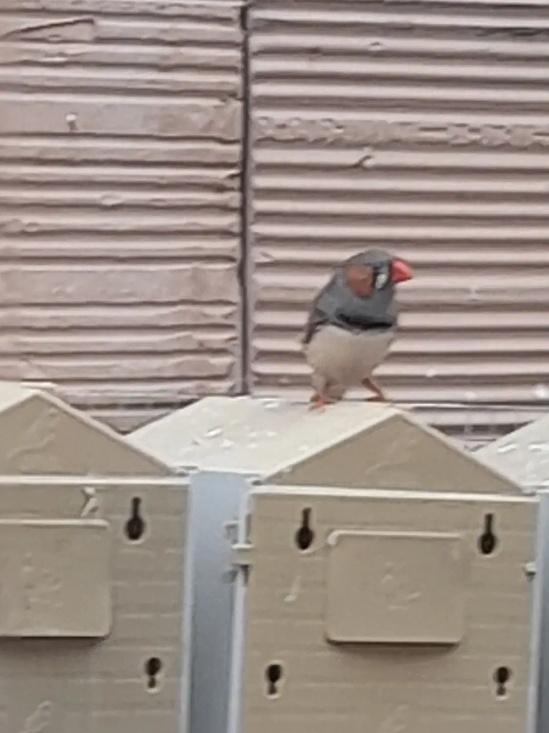 فنچ|پرنده|نسیم‌شهر, |دیوار