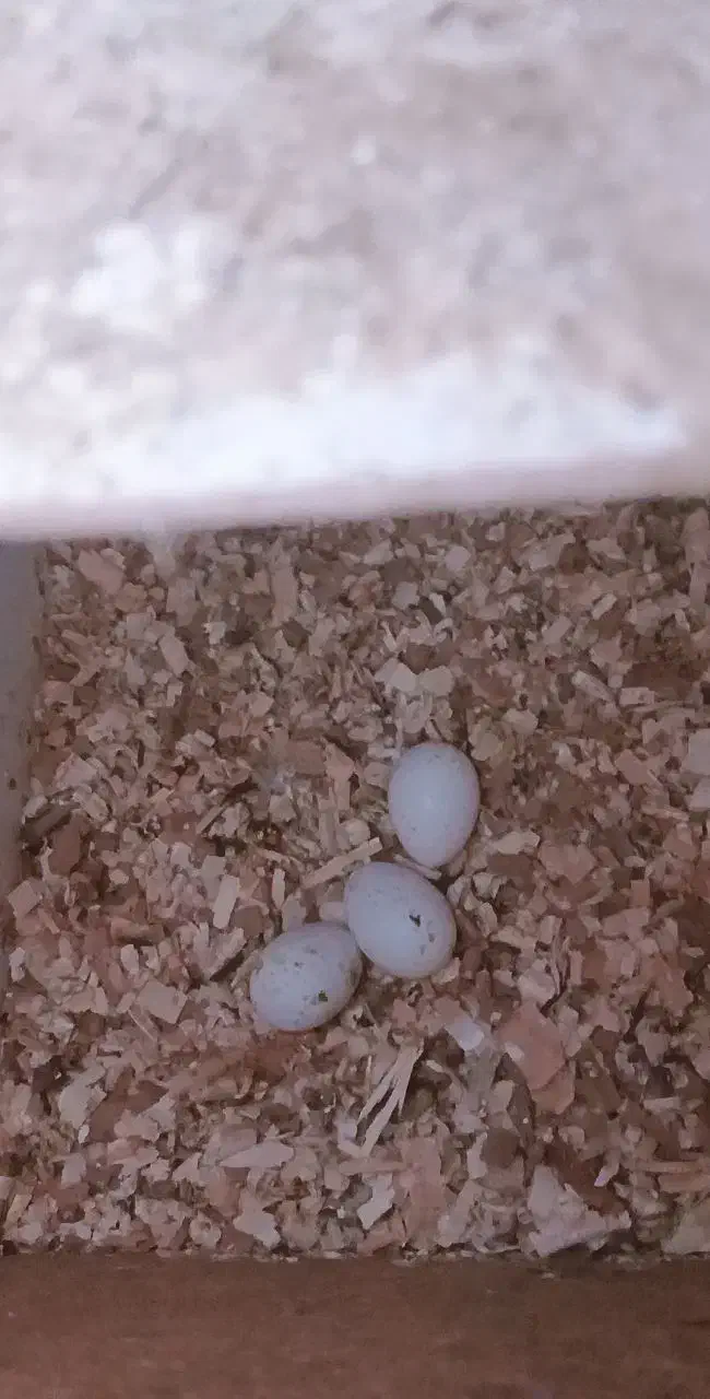 عروس هلندی جفت با تخم|پرنده|بن, |دیوار