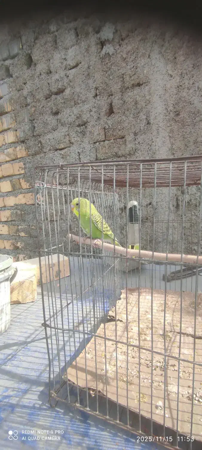 یه جفت مرغ عشق مولدبایه جوجه بفروش میرسد|پرنده|شیراز, شهرک کوشکک|دیوار