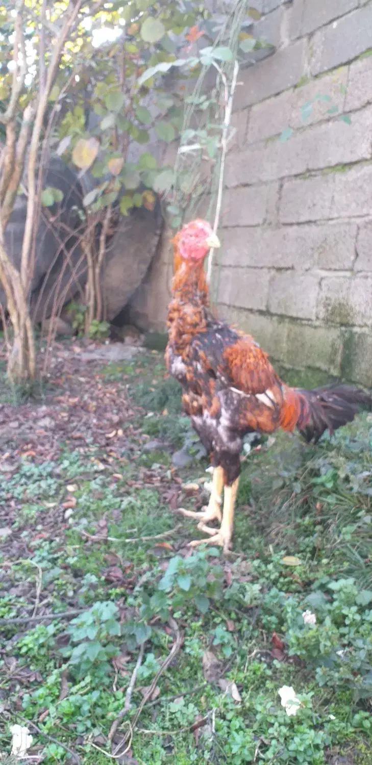 خروس لاری|حیوانات مزرعه|رشت, پارک شهر|دیوار