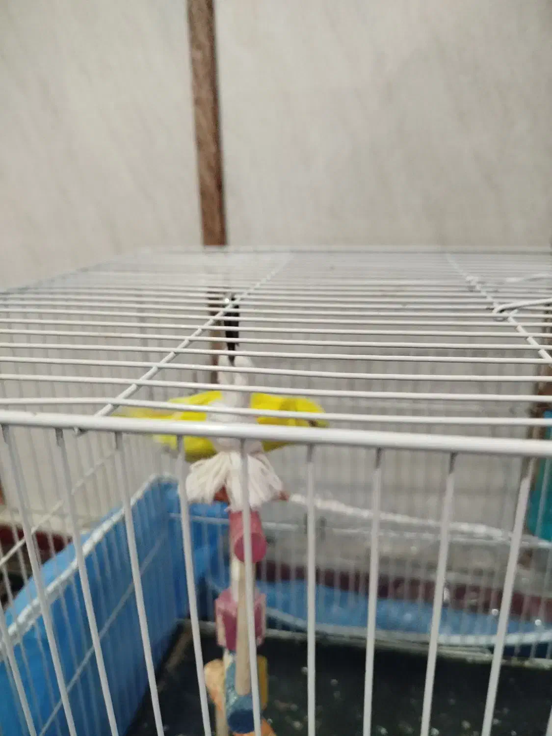 دو تا عروس هلندی خیلی زیبا و دو مرغ عشق زیبا|پرنده|قائن, |دیوار