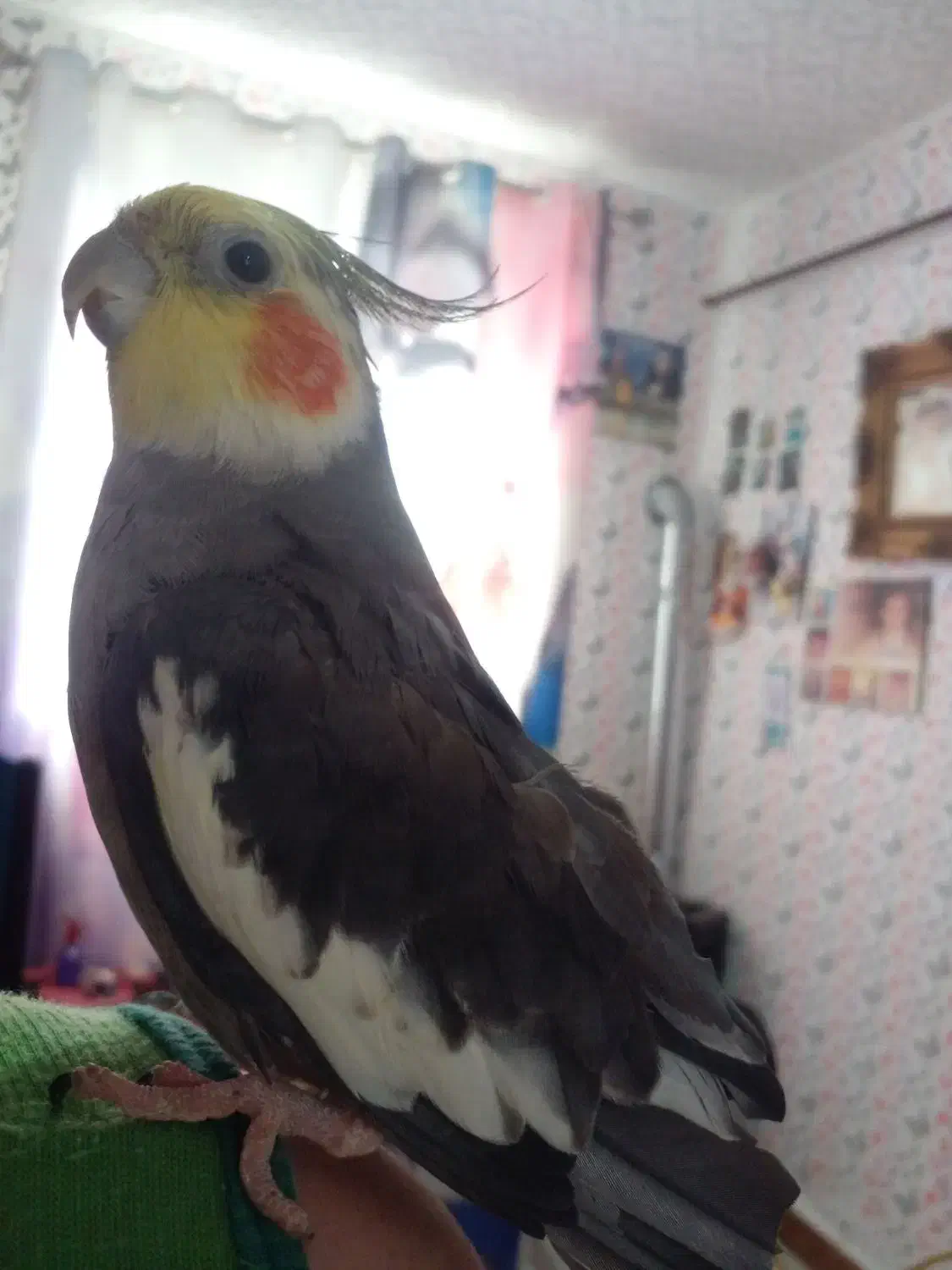 طوطی عروس نر سخنگو بالغ|پرنده|تولم شهر, |دیوار