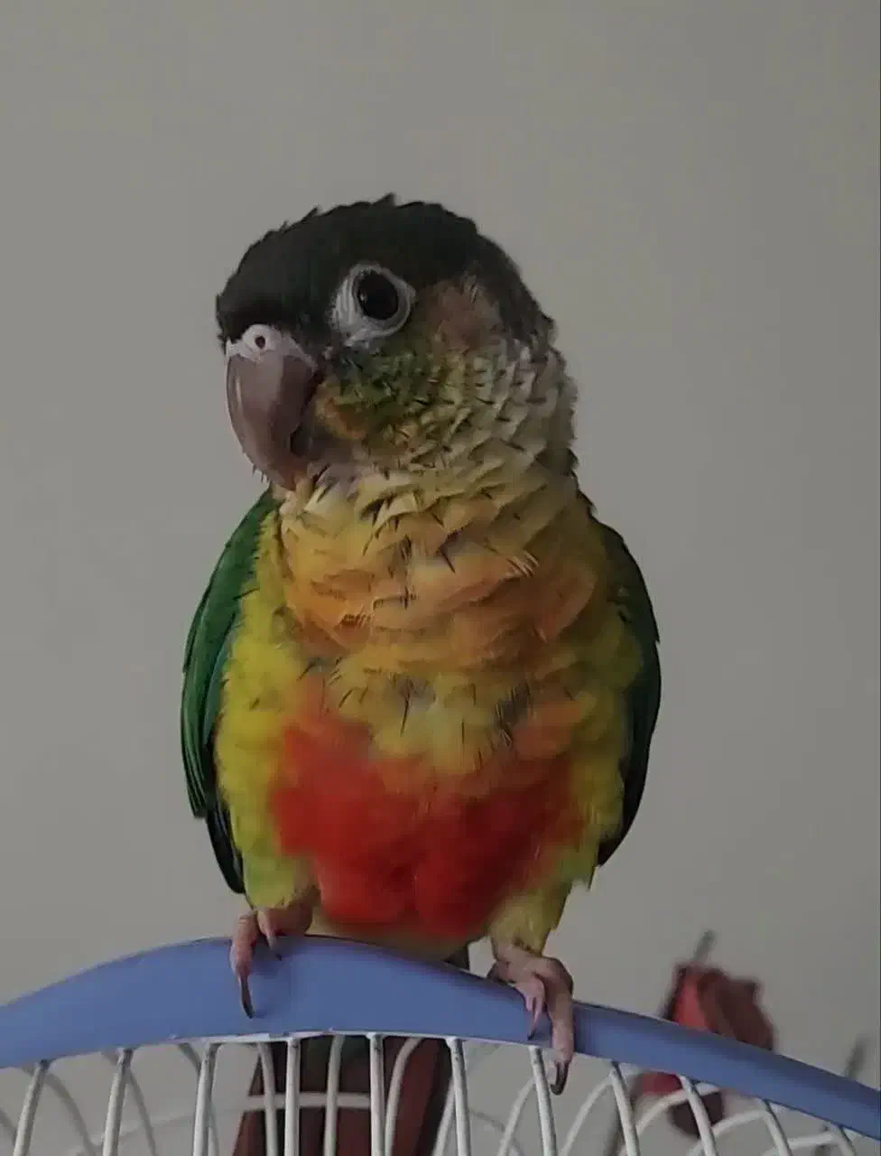 طوطی گرینچیک|پرنده|اهواز, معین زاده|دیوار