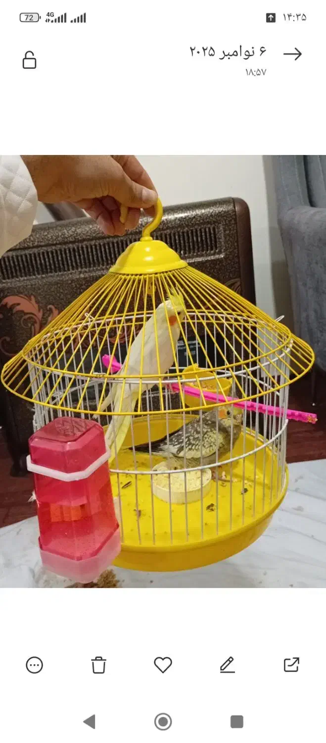 2عدد طوطی عروس هلندی با دوتا قفس وهمه ی وسایل|پرنده|ارومیه, |دیوار