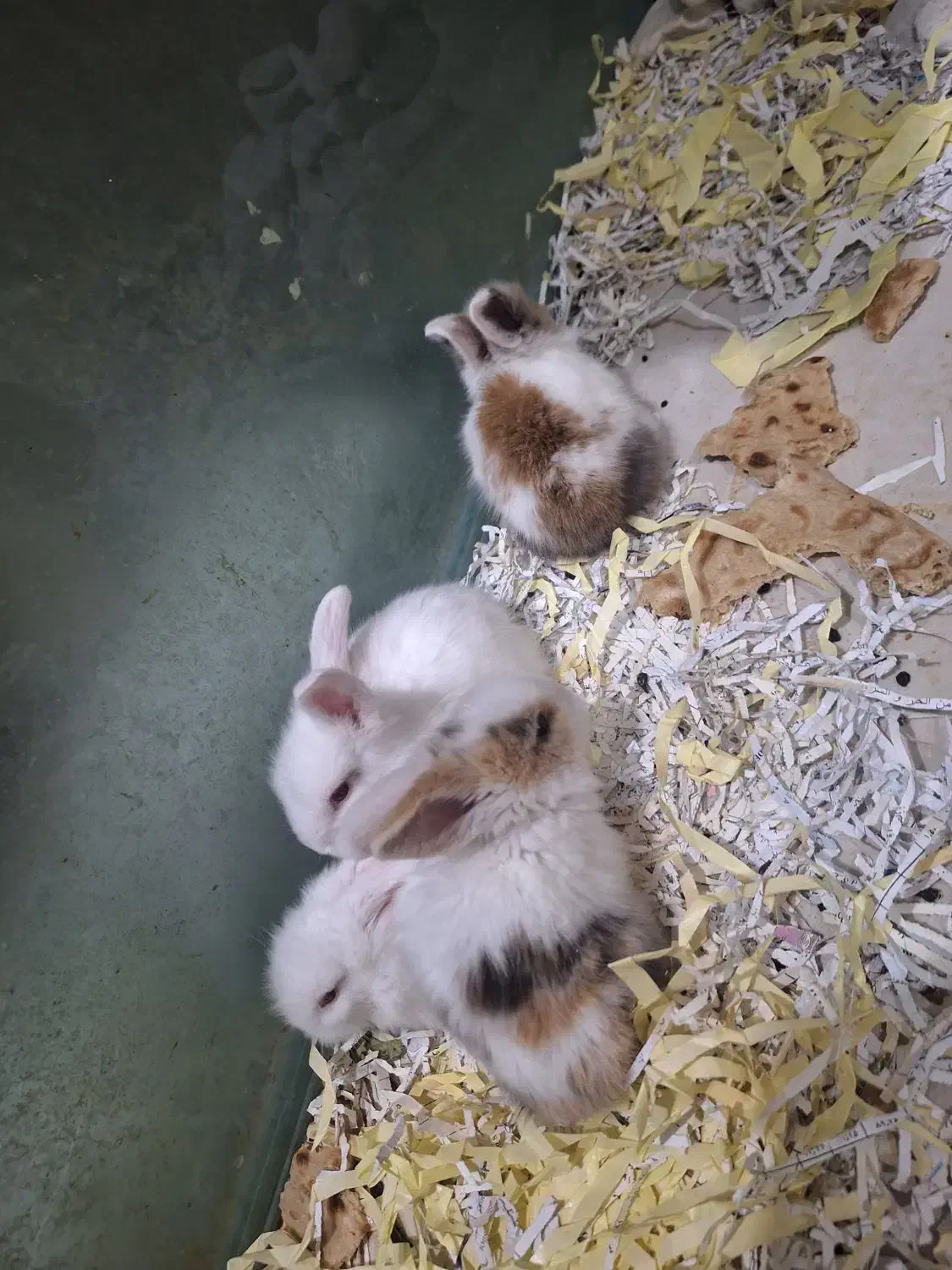 خرگوش|موش و خرگوش|کرج, باغستان|دیوار