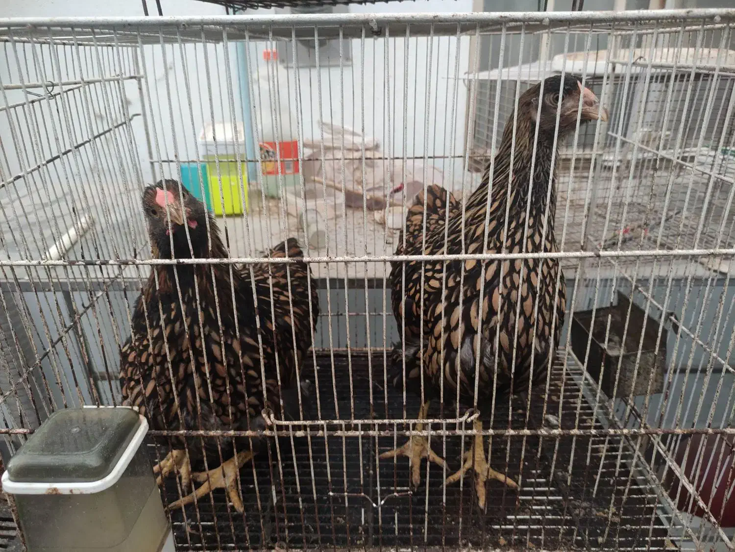 مرغ ویاندوت جی اس جی|حیوانات مزرعه|بهشهر, |دیوار