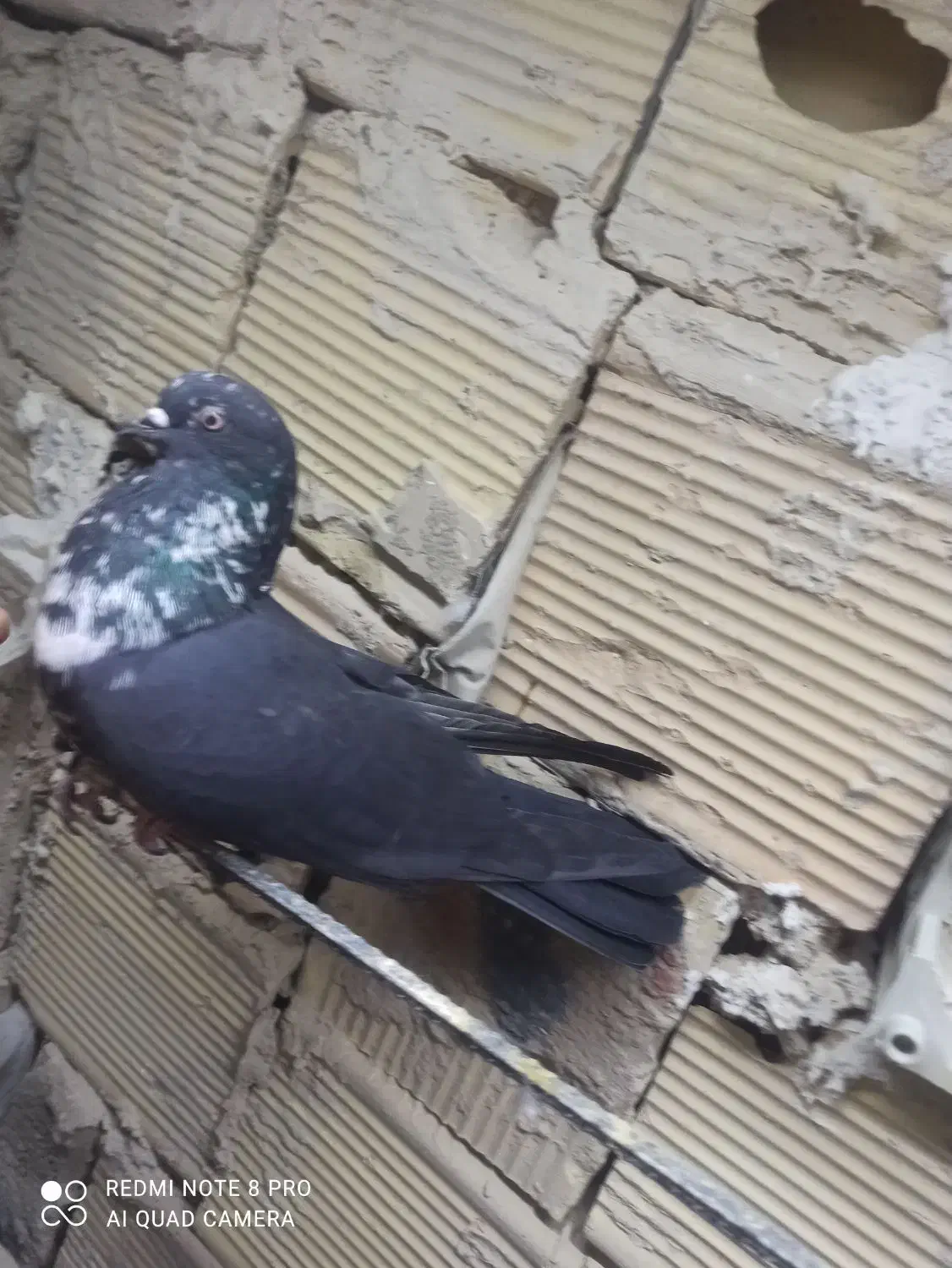 کفتر کبوتر|پرنده|بهارستان, |دیوار