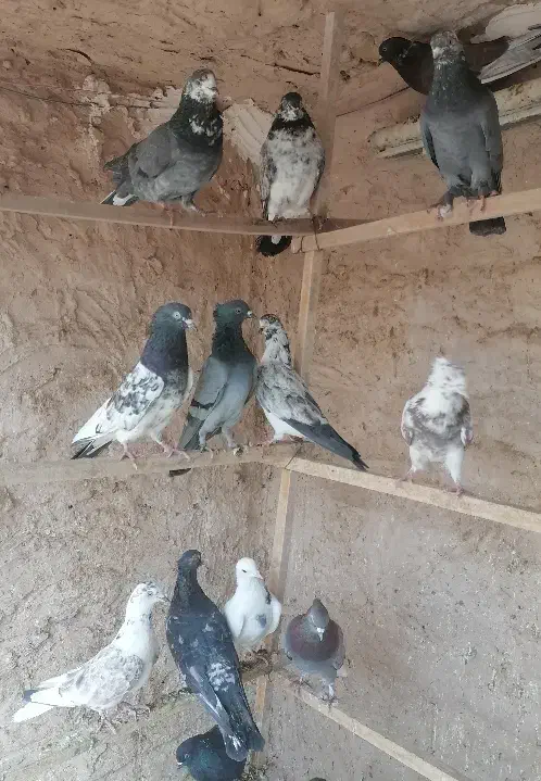 نروماده|پرنده|قم, هفت تیر|دیوار