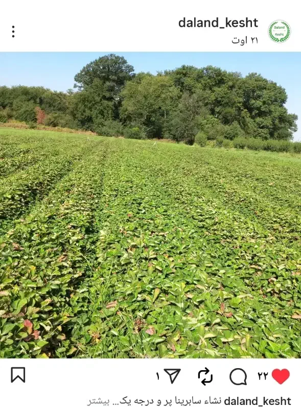 نشاتوت فرنگی|گل و گیاه طبیعی|مریوان, |دیوار