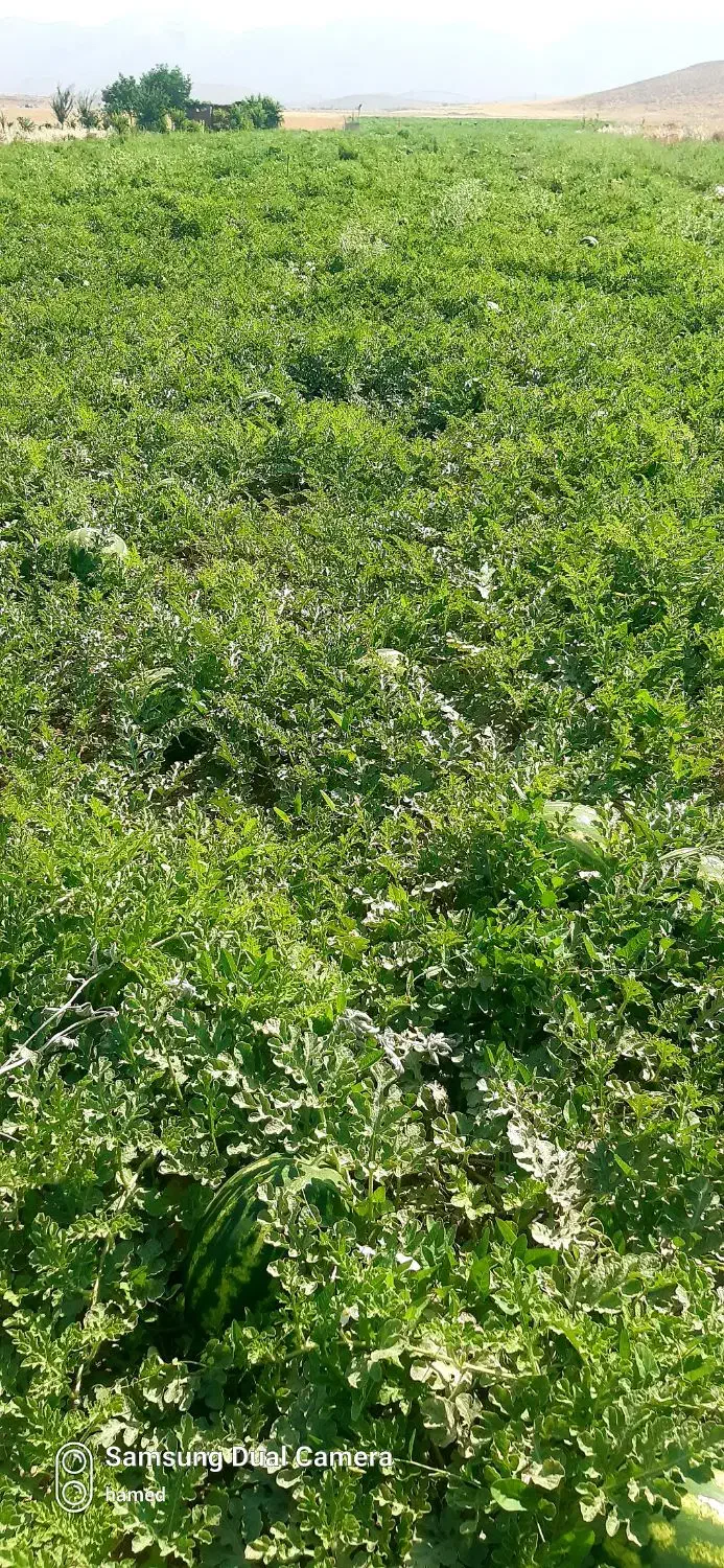 اجاره 5هکتار زمین کشاورزی|اجارهٔ دفتر صنعتی، کشاورزی، تجاری|فیروزآباد (فارس), |دیوار