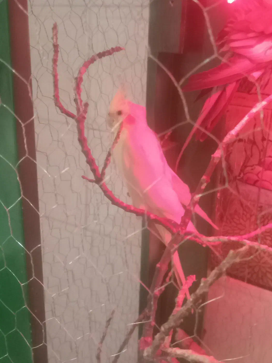 همه نوع پرنده هرچی که بخواهی موجود است|پرنده|هرند, |دیوار