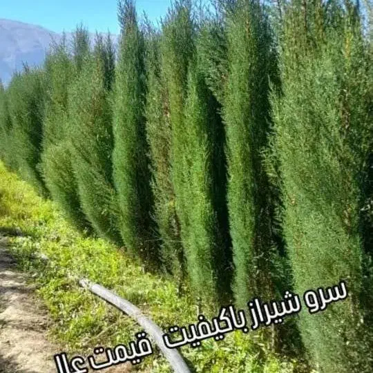 سرو ناز شیراز|گل و گیاه طبیعی|خفر, |دیوار