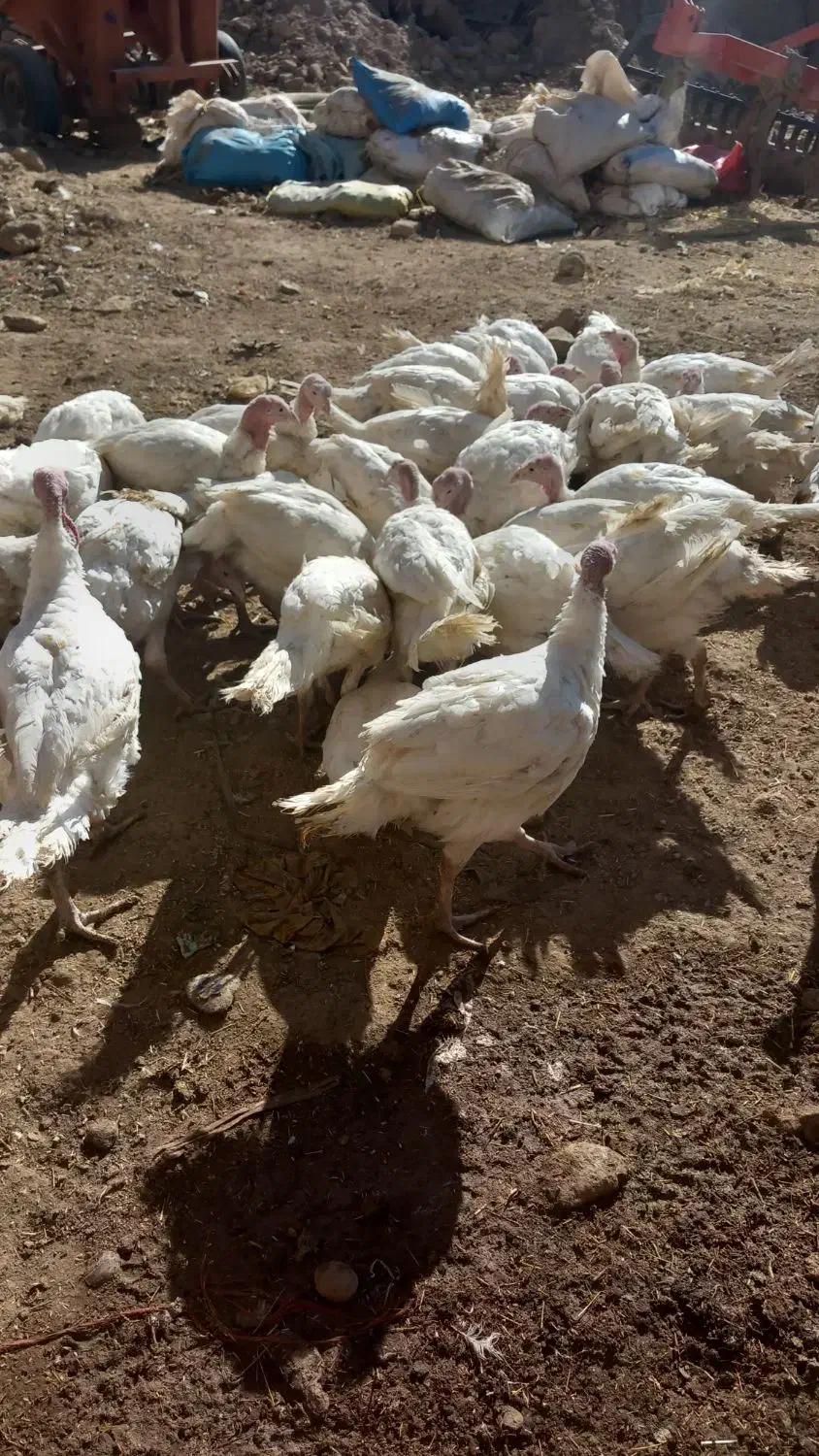 بوقلمون|حیوانات مزرعه|دهگلان, |دیوار