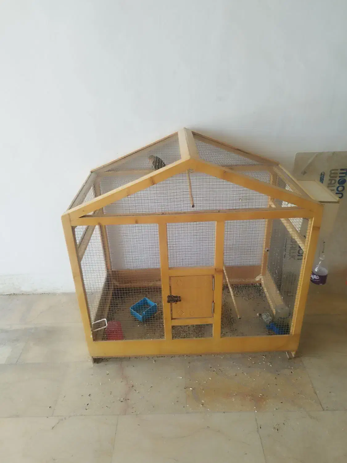 طوطی برزیلی همراه  یک جوجه|پرنده|بندر کنگان, |دیوار