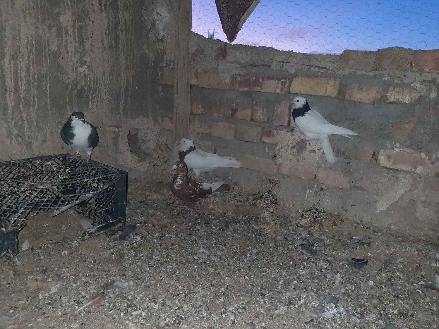 کبوتر فروشی معامله هم میشن|پرنده|سراوان, |دیوار