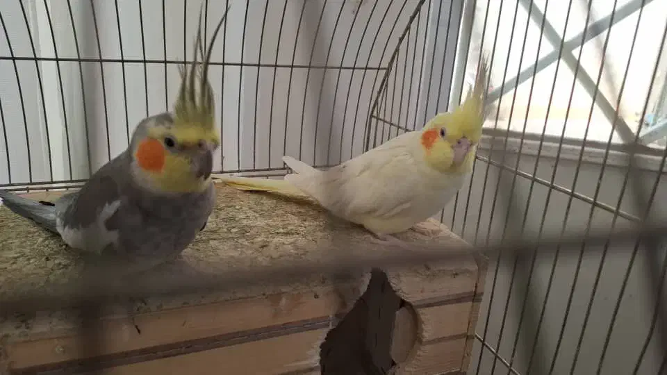 دوعدد عروس هلندی مولد وسخنگو|پرنده|شیراز, ریاستی|دیوار