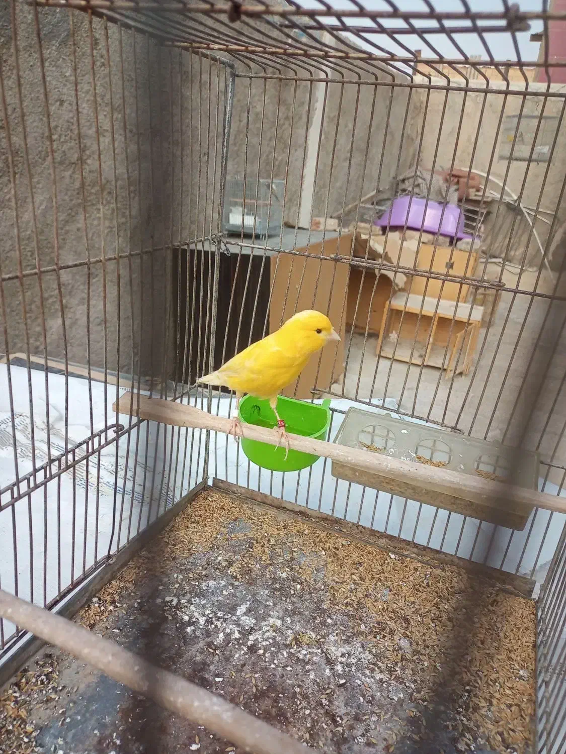 قناری نر خوب|پرنده|اسلام‌شهر, شهرک امام حسین (میان آباد)|دیوار