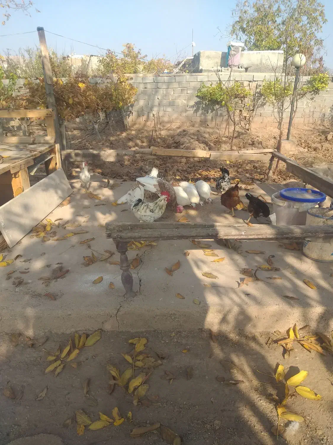 مرغ مصری سفید خالص و مرغ و خروس گلین‌اصل|حیوانات مزرعه|جلفا, |دیوار