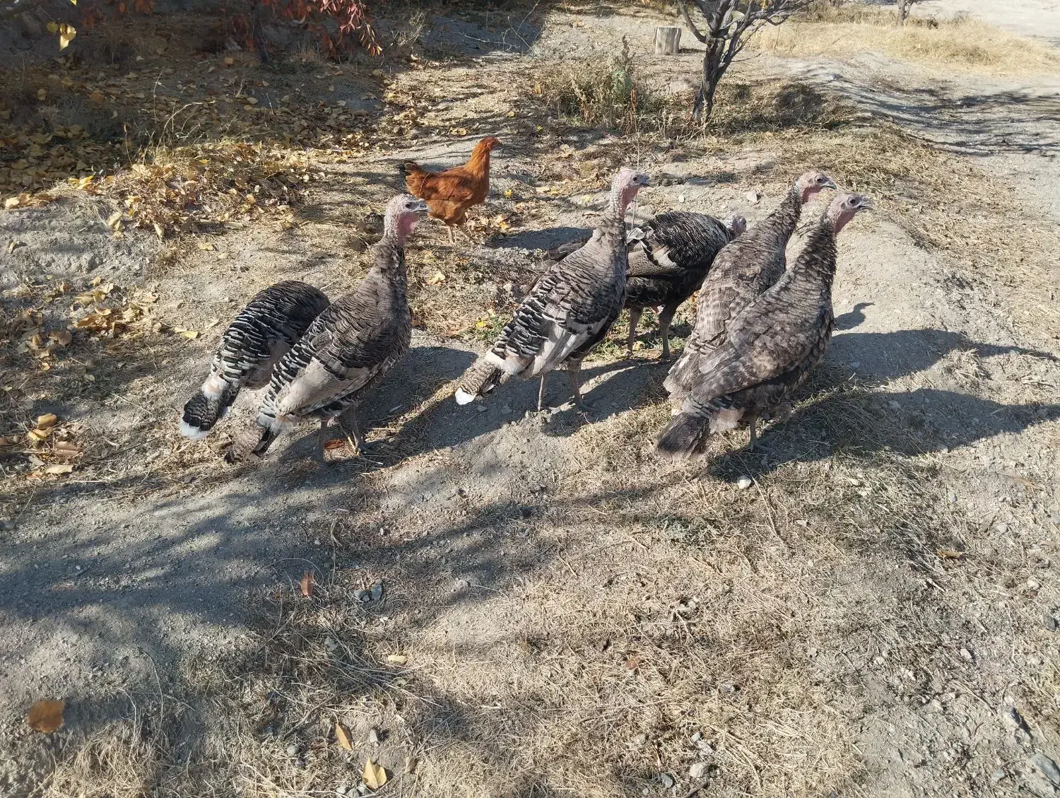 بوقلمون.خانگی|حیوانات مزرعه|صومای برادوست, |دیوار