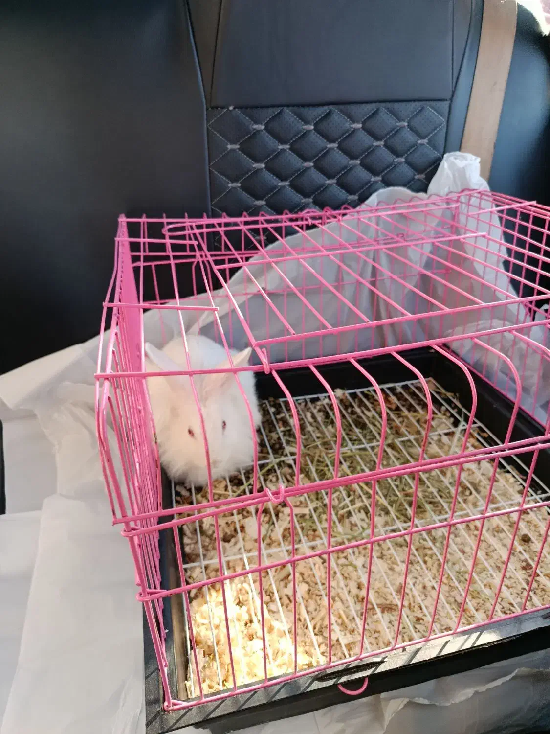 خرگوش سفید چشم قرمز|موش و خرگوش|تبریز, |دیوار