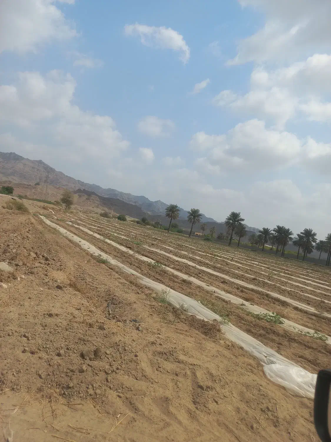 فروش ۲ هکتار زمین کشاورزی با چاه آب نزدیک خیابان|فروش دفتر صنعتی، کشاورزی، تجاری|میناب, |دیوار