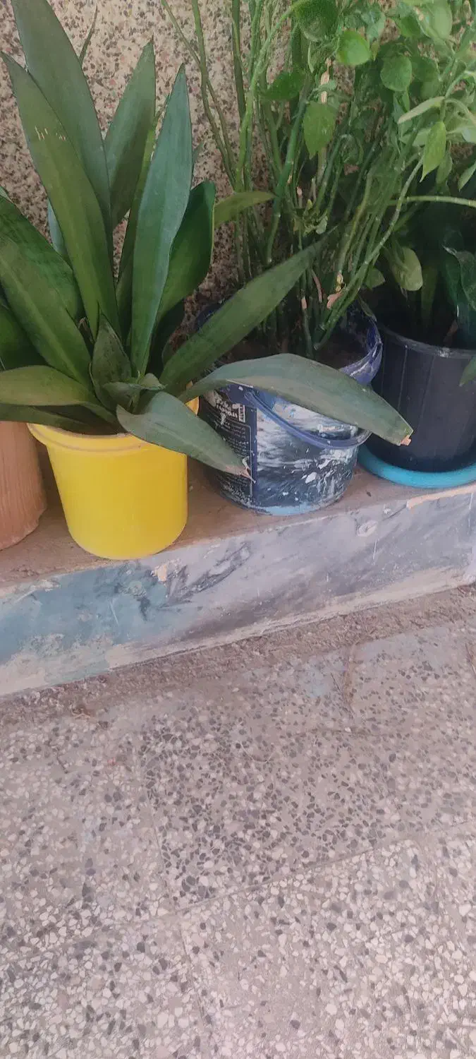 گل های شاداب و سرحال|گل و گیاه طبیعی|چابهار, |دیوار