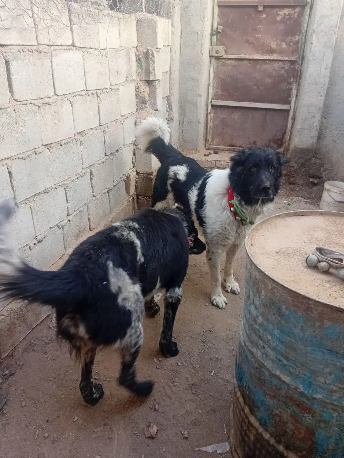 باسلام واگذاری یه قلاده سک|سگ|مبارکه, |دیوار