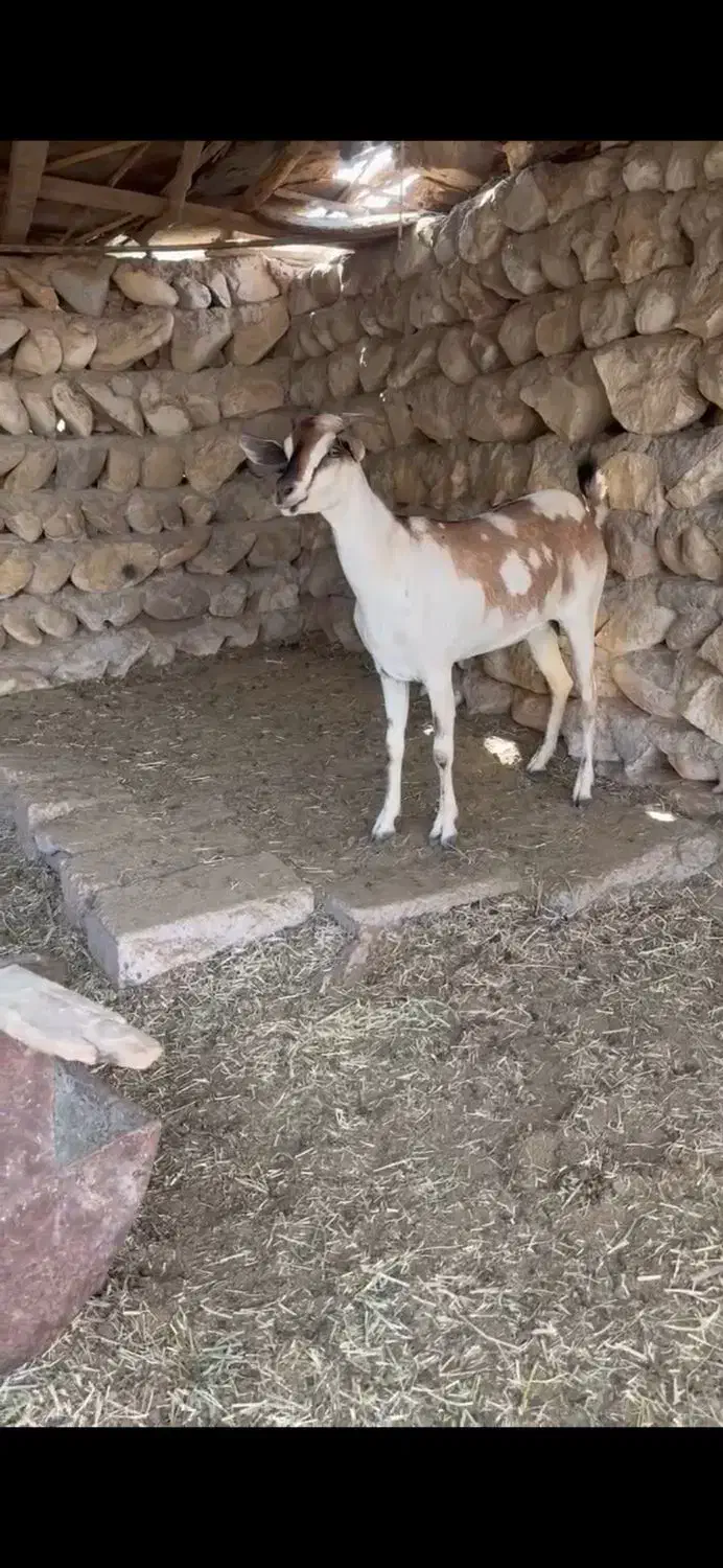 بره و بز|حیوانات مزرعه|فومن, |دیوار