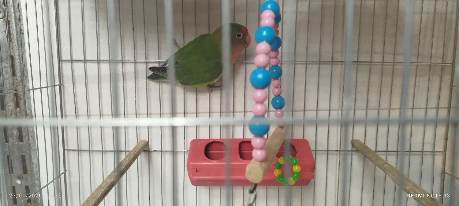 تخفیف|حراج|قره ضیاالدین, |دیوار