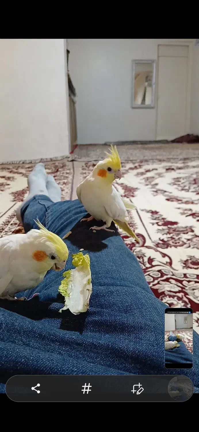 عروس هلندی متولد|پرنده|اردبیل, |دیوار