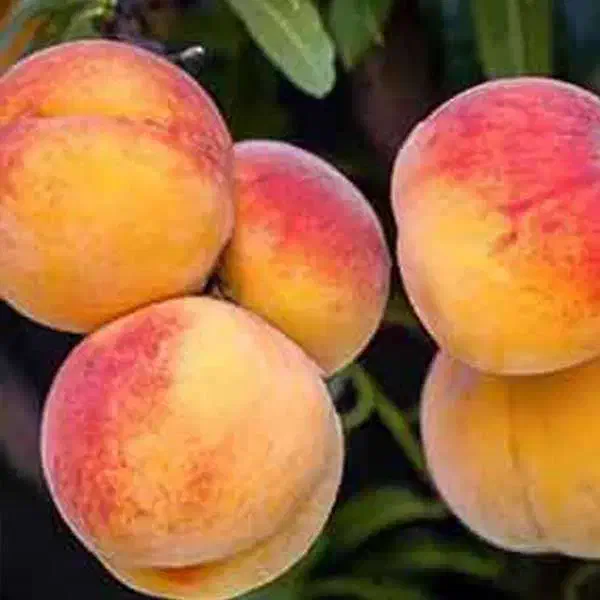 فروش نهال هلو آلبرتا دیررس|خدمات باغبانی و درختکاری|مهاباد (آذربایجان غربی), |دیوار