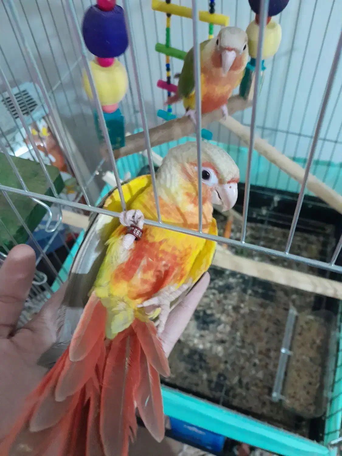 فروش دو عدد گرینچک سینه سرخ نر ماده|پرنده|شاهین دژ, |دیوار