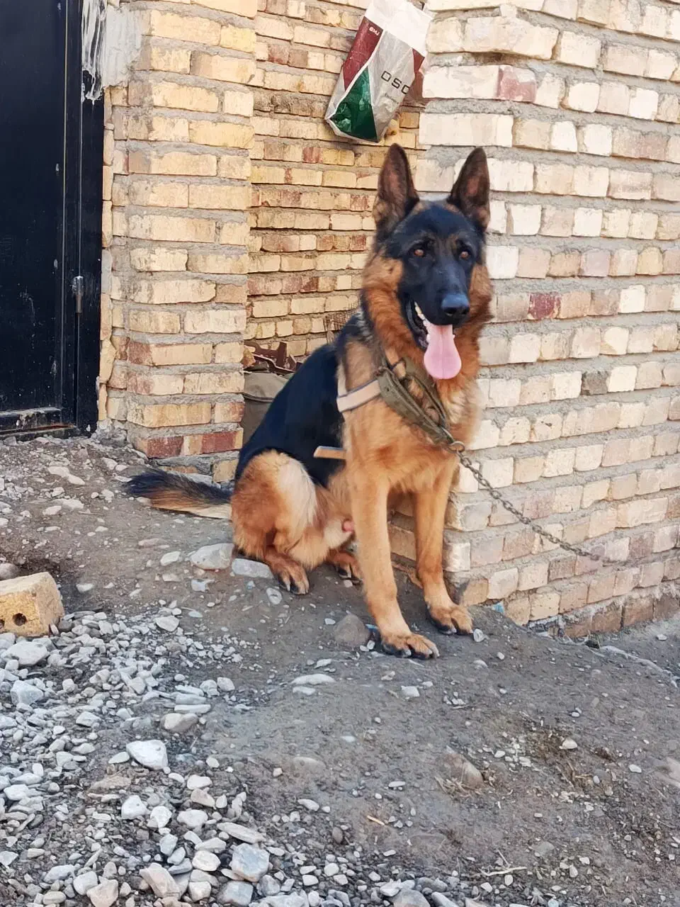 ژرمن شپرد|سگ|تبریز, |دیوار