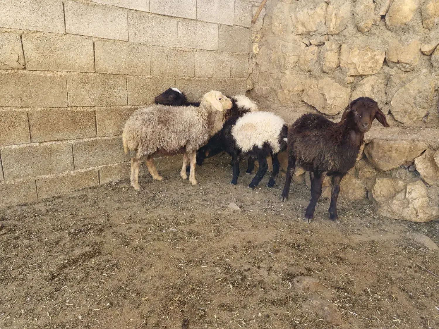 بره ریز|حیوانات مزرعه|کوهرنگ, |دیوار