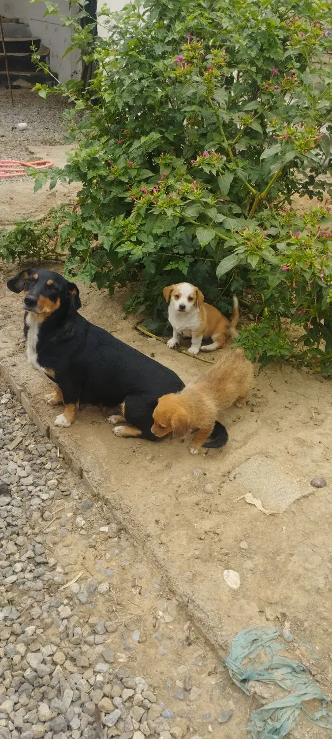 فروش سگ|سگ|مزرعه کتول, |دیوار