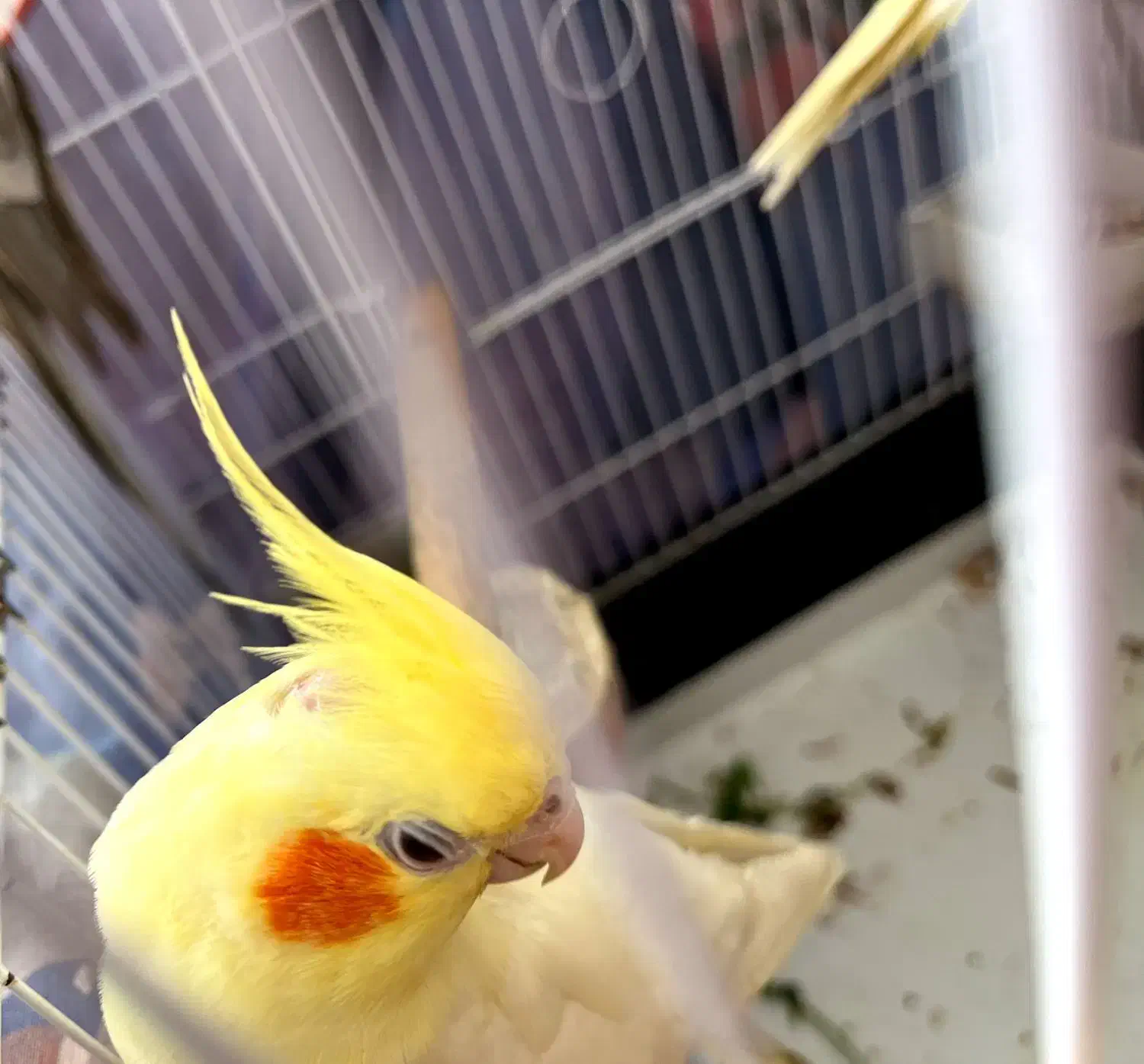 عروس هلندی تازه به دنیا اومده|پرنده|خلخال, |دیوار