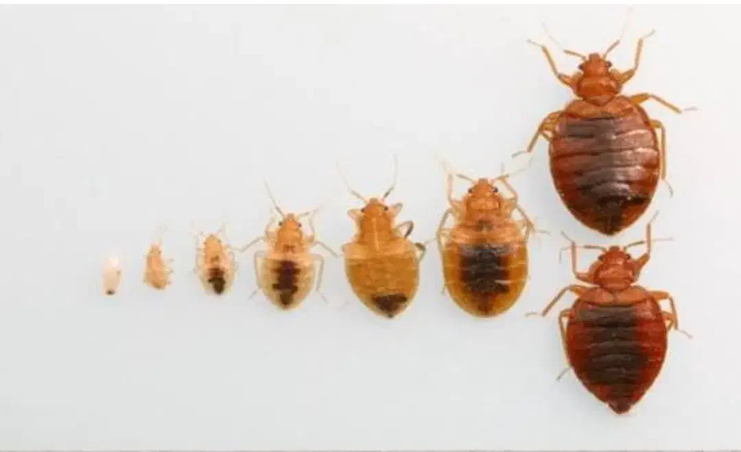 سمپاشی سم پاشی متخصص ساس و سوسک «۱۰۰٪تضمینی»|خدمات نظافت|پاکدشت, پاکدشت (مامازند)|دیوار