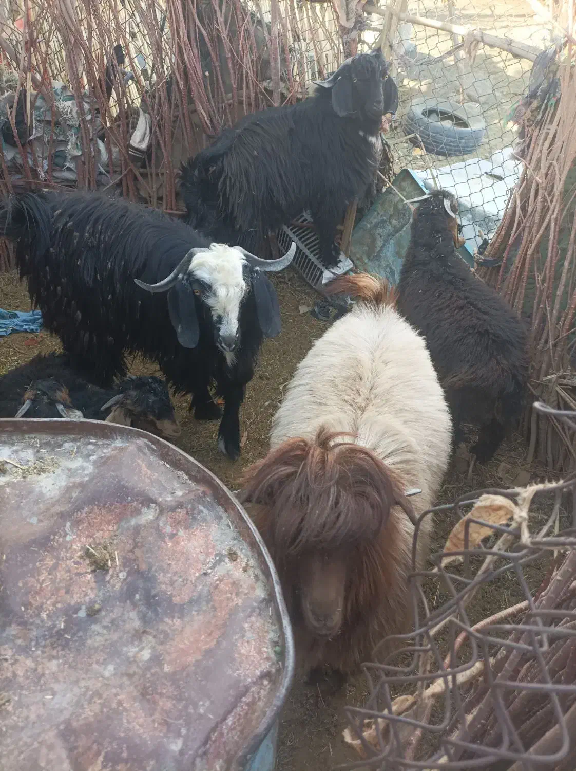 سلام|حیوانات مزرعه|زاهدان, |دیوار