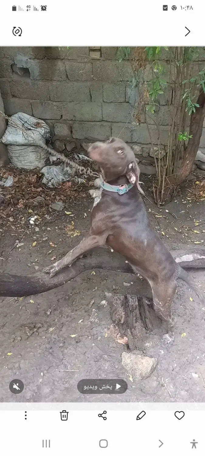 یک عدد سگ دمبلانی|سگ|صادق آباد, |دیوار