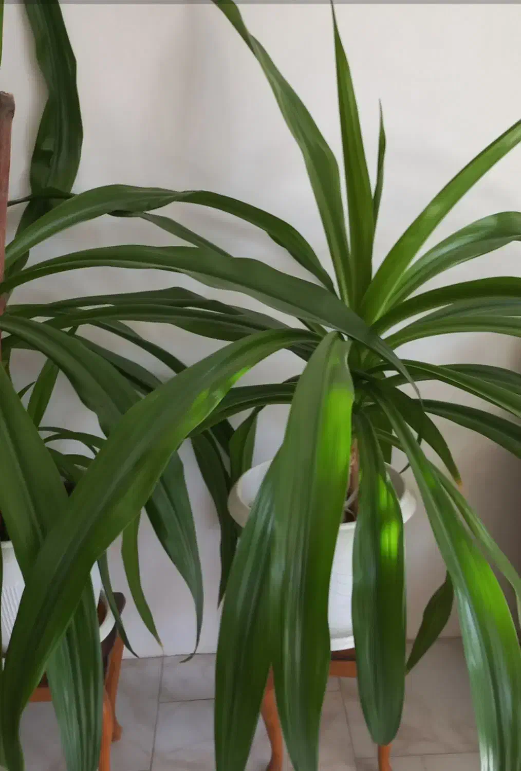 اشک ملکه|گل و گیاه طبیعی|خمینی‌شهر, |دیوار