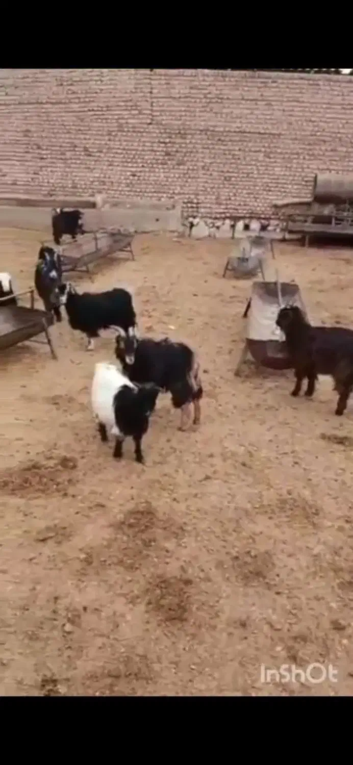 بزغاله (میش بره بز)|حیوانات مزرعه|پاکدشت, پارچین|دیوار