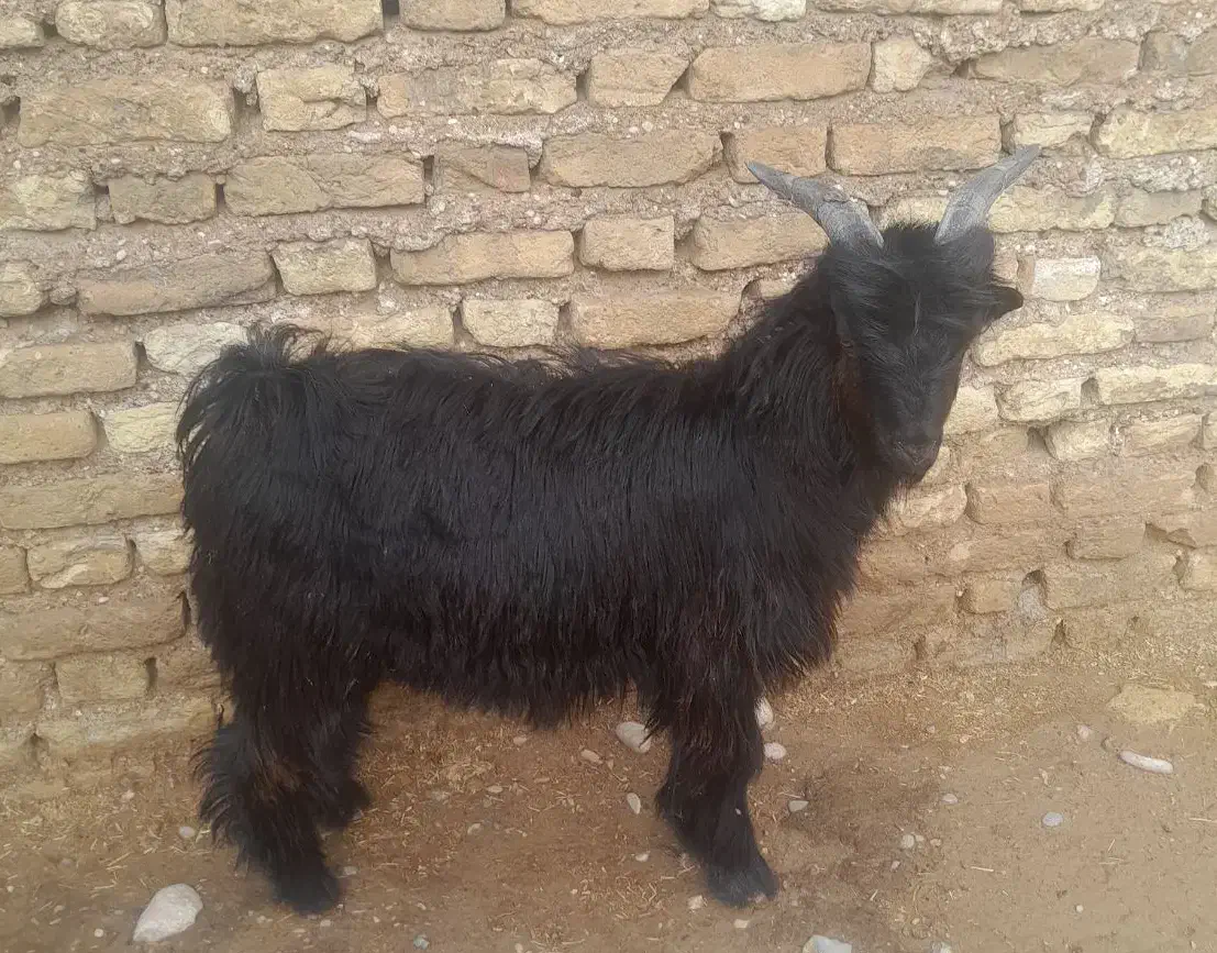 بیگ نر لری|حیوانات مزرعه|شوشتر, |دیوار