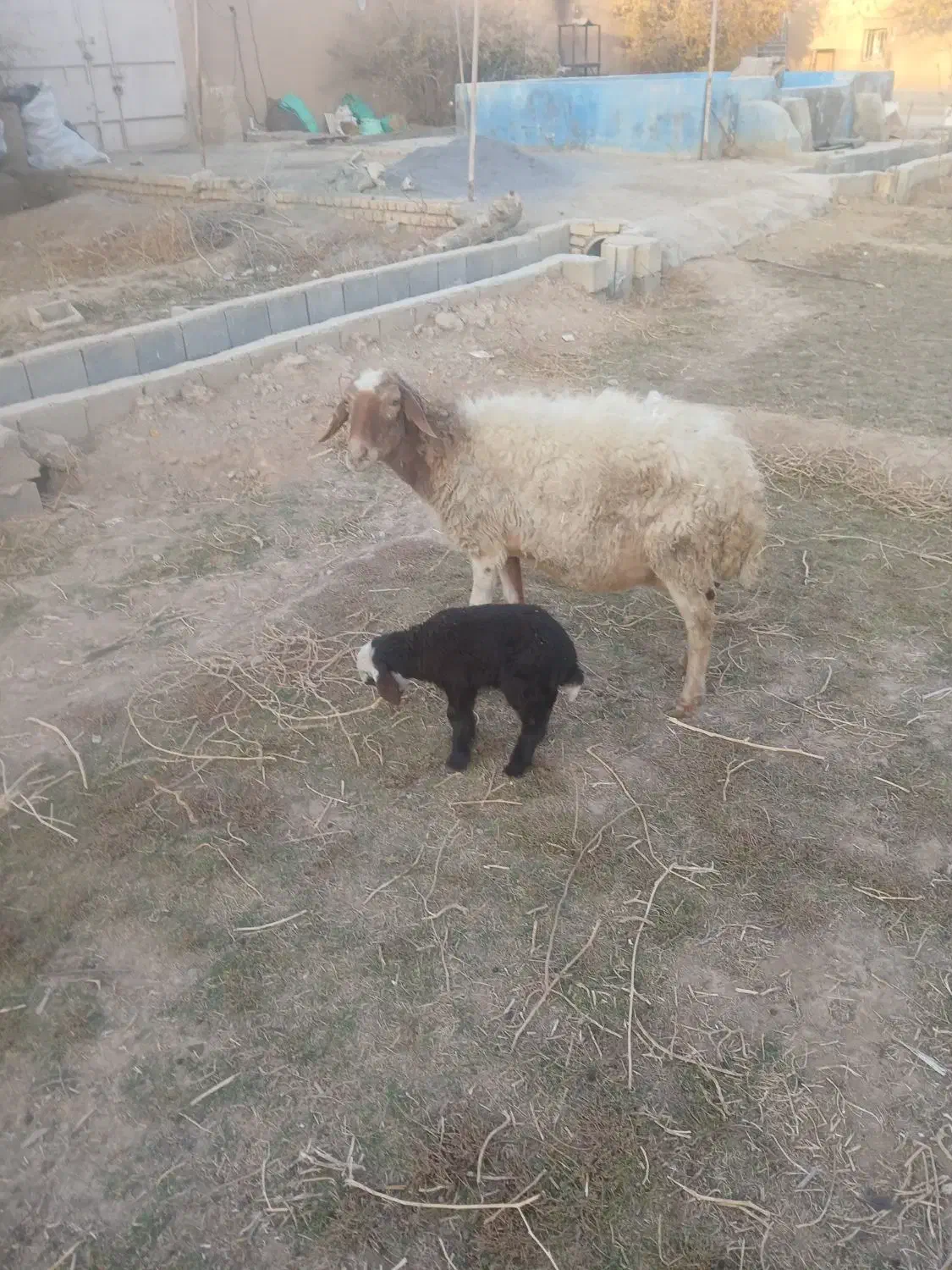 میش افشاری|حیوانات مزرعه|خمینی‌شهر, |دیوار